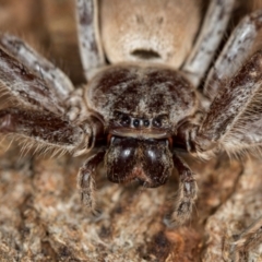 Isopeda sp. (genus) (Huntsman Spider) at Melba, ACT - 1 Jan 2021 by Bron