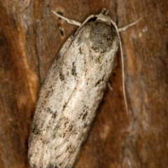 Philobota philostaura (A Concealer moth (Philobota group)) at Melba, ACT - 1 Jan 2021 by Bron