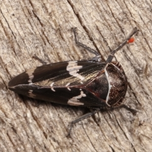 Eurymeloides punctata at Melba, ACT - 12 Jan 2021