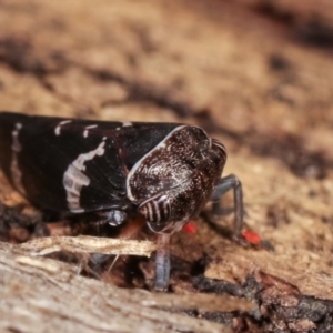 Eurymeloides punctata at Melba, ACT - 12 Jan 2021