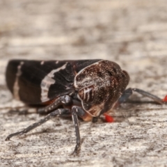 Eurymeloides punctata at Melba, ACT - 12 Jan 2021