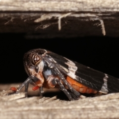 Eurymeloides punctata at Melba, ACT - 12 Jan 2021