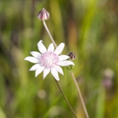 Actinotus forsythii (Pink Flannel Flower) at Morton National Park - 20 Jan 2021 by Aussiegall