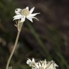 Actinotus helianthi (Flannel Flower) - 1 Jan 1900 by Aussiegall