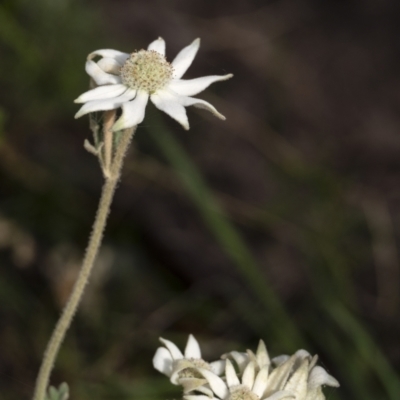 Actinotus helianthi (Flannel Flower) - 1 Jan 1900 by Aussiegall