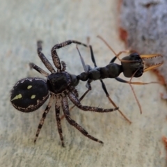 Tharpyna campestrata (Country Crab Spider) at Point 4376 - 23 Jan 2021 by CathB