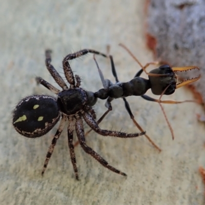 Tharpyna campestrata (Country Crab Spider) at Point 4376 - 23 Jan 2021 by CathB