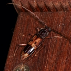 Phoracantha recurva (Yellow Phoracantha borer) at Melba, ACT - 12 Jan 2021 by kasiaaus