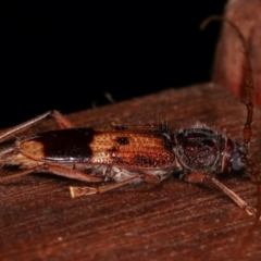 Phoracantha recurva at Melba, ACT - 12 Jan 2021 12:54 AM