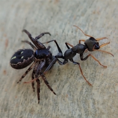 Myrmecia sp., pilosula-group (Jack jumper) at Aranda Bushland - 22 Jan 2021 by CathB