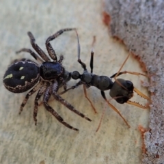 Myrmecia sp., pilosula-group at Holt, ACT - 23 Jan 2021 07:35 AM