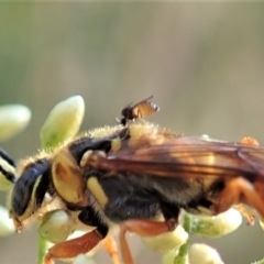 Ceratopogonidae (family) (Biting Midge) at Holt, ACT - 23 Jan 2021 by CathB