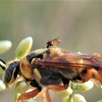 Ceratopogonidae (family) (Biting Midge) at Holt, ACT - 22 Jan 2021 by CathB