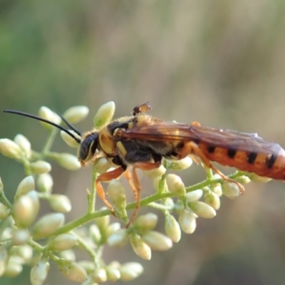 Tiphiidae (family) (Unidentified Smooth flower wasp) at Holt, ACT - 22 Jan 2021 by CathB