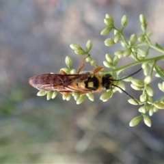 Tiphiidae (family) at Holt, ACT - 23 Jan 2021 07:39 AM