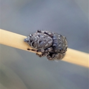 Simaetha sp. (genus) at Holt, ACT - 23 Jan 2021