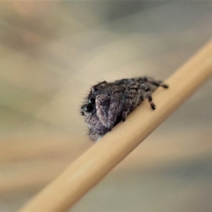 Simaetha sp. (genus) at Holt, ACT - 23 Jan 2021