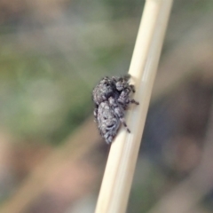 Simaetha sp. (genus) at Holt, ACT - 23 Jan 2021