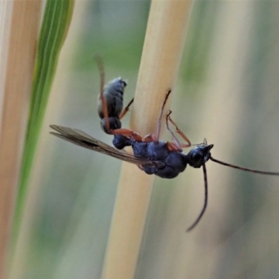Myrmecia sp. (genus) (Bull ant or Jack Jumper) at Aranda Bushland - 22 Jan 2021 by CathB