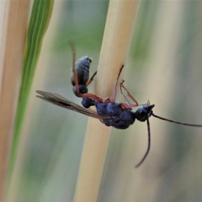 Myrmecia sp. (genus) (Bull ant or Jack Jumper) at Point 3852 - 23 Jan 2021 by CathB