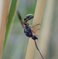 Myrmecia sp. (genus) at Point 3852 - 23 Jan 2021 08:31 AM