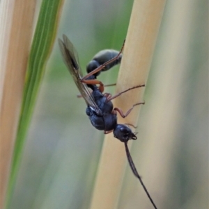 Myrmecia sp. (genus) at Point 3852 - 23 Jan 2021 08:31 AM