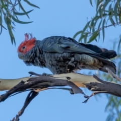 Callocephalon fimbriatum (Gang-gang Cockatoo) at Majura, ACT - 22 Jan 2021 by trevsci