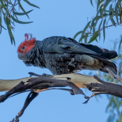 Callocephalon fimbriatum (Gang-gang Cockatoo) at Majura, ACT - 22 Jan 2021 by trevsci