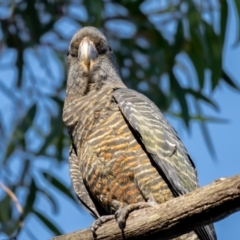 Callocephalon fimbriatum at Majura, ACT - suppressed