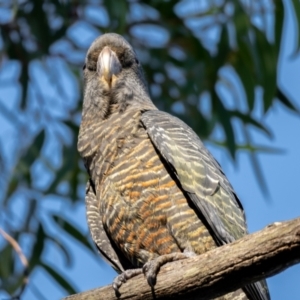 Callocephalon fimbriatum at Majura, ACT - suppressed