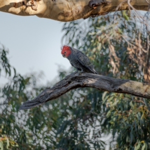 Callocephalon fimbriatum at Majura, ACT - suppressed