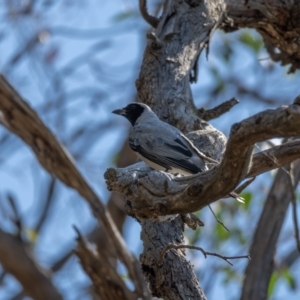 Coracina novaehollandiae at Majura, ACT - 22 Jan 2021 09:27 AM