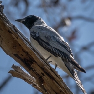 Coracina novaehollandiae at Majura, ACT - 22 Jan 2021