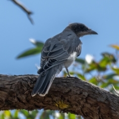 Coracina novaehollandiae at Majura, ACT - 22 Jan 2021 09:27 AM