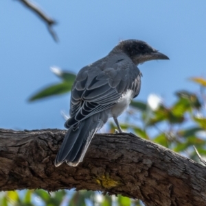 Coracina novaehollandiae at Majura, ACT - 22 Jan 2021 09:27 AM