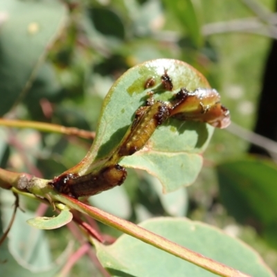 Oxyops fasciculatus (A weevil) at Holt, ACT - 19 Nov 2020 by CathB