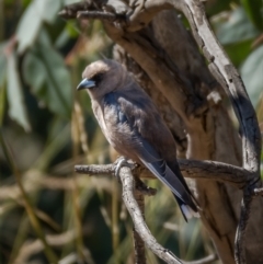 Artamus cyanopterus (Dusky Woodswallow) at Majura, ACT - 22 Jan 2021 by trevsci