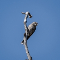 Artamus cyanopterus at Majura, ACT - 22 Jan 2021 10:41 AM