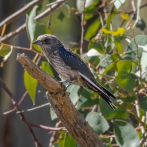 Artamus cyanopterus at Majura, ACT - 22 Jan 2021 10:41 AM