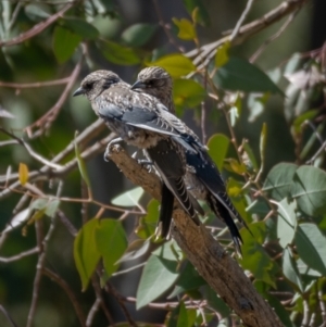 Artamus cyanopterus at Majura, ACT - 22 Jan 2021 10:41 AM