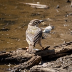 Melithreptus brevirostris (Brown-headed Honeyeater) at Majura, ACT - 22 Jan 2021 by trevsci