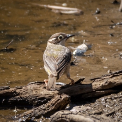 Melithreptus brevirostris (Brown-headed Honeyeater) at Majura, ACT - 22 Jan 2021 by trevsci