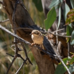 Melithreptus brevirostris at Majura, ACT - 22 Jan 2021