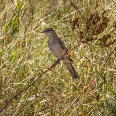 Lalage tricolor (White-winged Triller) at Majura, ACT - 22 Jan 2021 by trevsci