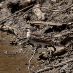 Lalage tricolor at Majura, ACT - 22 Jan 2021 10:39 AM