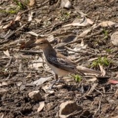 Lalage tricolor at Majura, ACT - 22 Jan 2021 10:39 AM