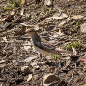 Lalage tricolor at Majura, ACT - 22 Jan 2021 10:39 AM