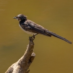 Rhipidura leucophrys (Willie Wagtail) at Majura, ACT - 21 Jan 2021 by trevsci