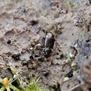 Bembidion sp. (genus) at Cook, ACT - 22 Nov 2020