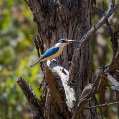 Todiramphus sanctus (Sacred Kingfisher) at Majura, ACT - 22 Jan 2021 by trevsci